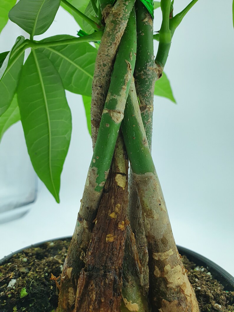 RARE Large Braided Money tree in 6 inch Pot Bring Luck Etsy
