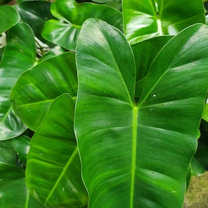 Philodendron 'Burle Marx' - Easy to grow Plant 1 Cutting 5 to 7" tall cutting