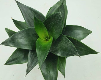Dwarf Sansevieria 'Black Jade' plant with imperfections .18