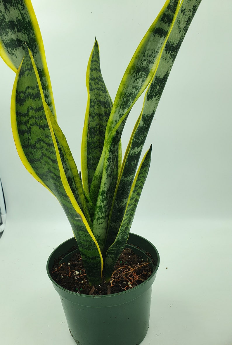 Sansevieria trifasciata Snake Plant LARGE in 6 inch pot Etsy
