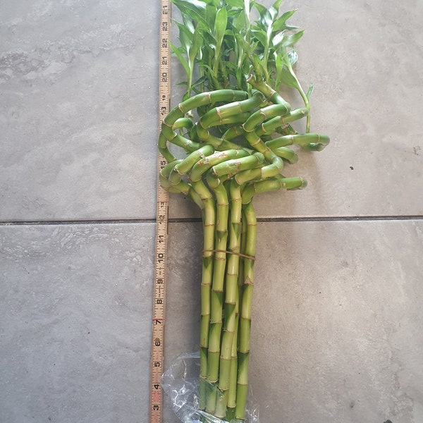 Lucky Bamboo Plant Etsy