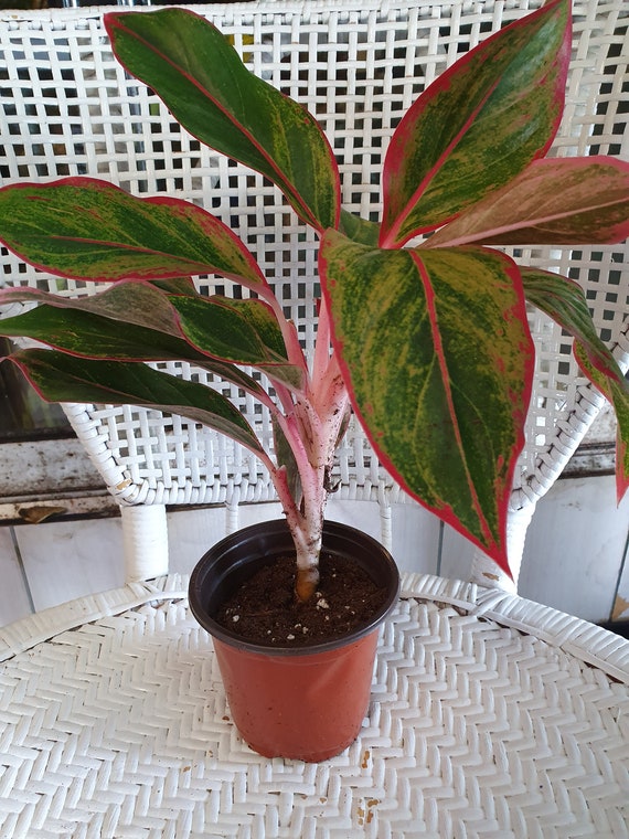 Chinese Evergreen Aglaonema Siam Aurora Plant 4 Etsy