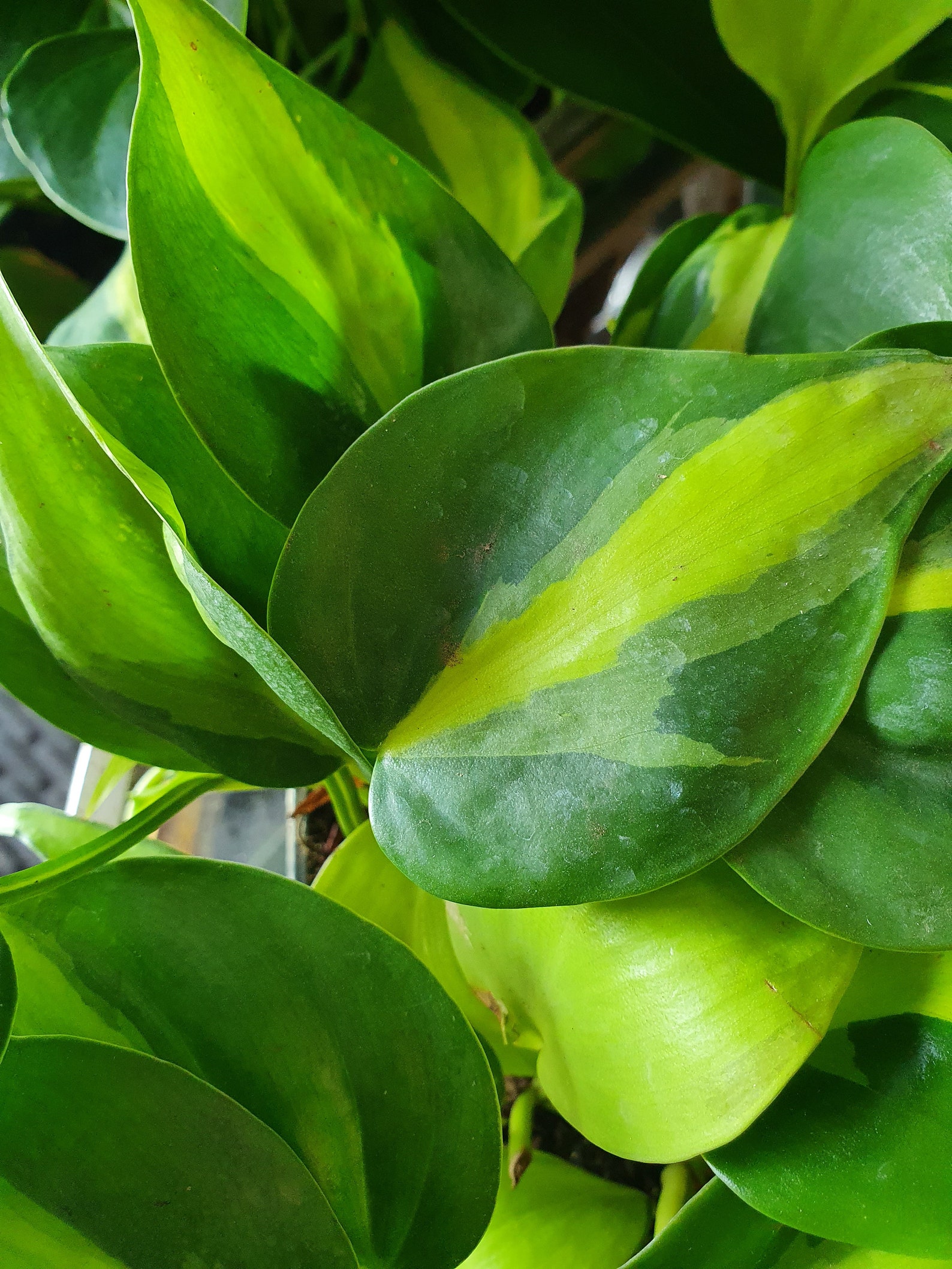 Air Purifier Philodendron Hederaceum 'brasil' Heart | Etsy
