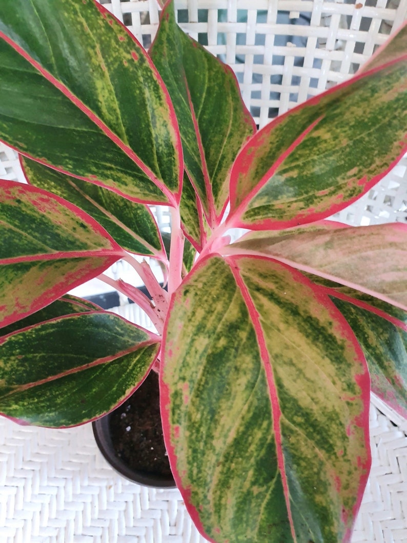  Aglaonema  Siam  Aurora Orange Aglaonema  Chinese Evergreen 