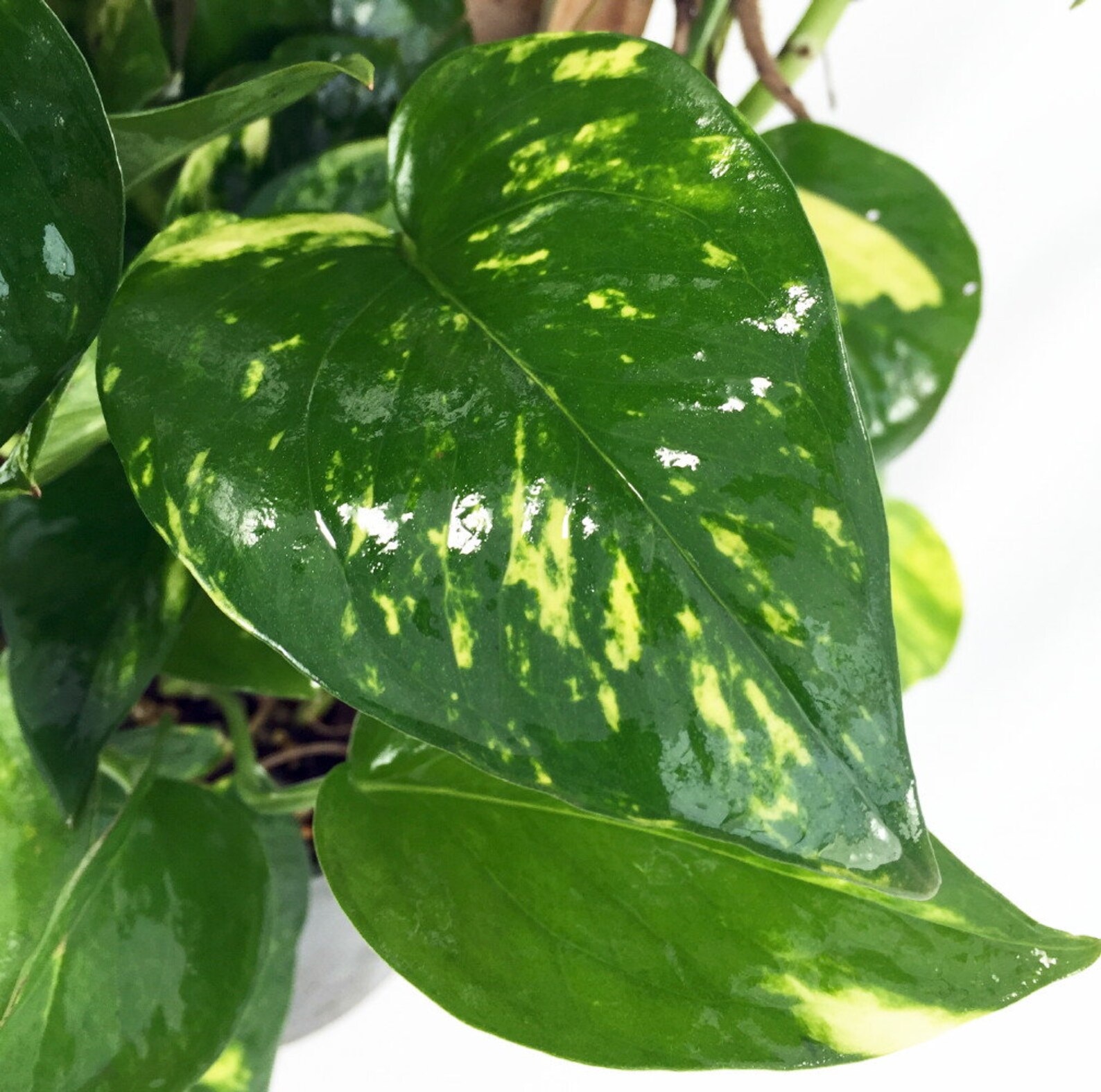 Air Purifier Golden Devil's Ivy Pothos Epipremnum Etsy