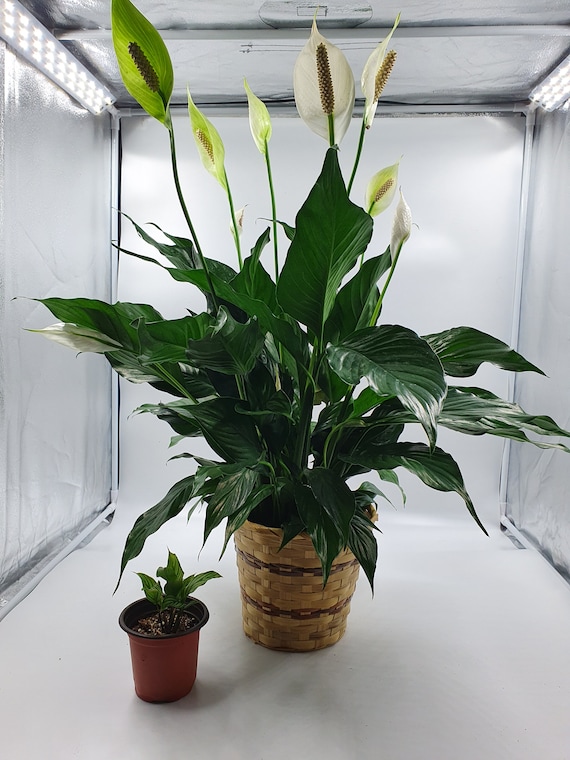 Large Peace Lily Spathyphyllium Houseplant 6 Pot Live Plant Best