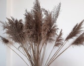 Dried Decorative Flowers Pampas Grass Dried Beautiful Straws Long Reeds Grass Long Plumes Beautiful Ikebana Beautiful Vase Floristic Decor