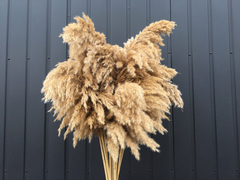 Large Pampas Grass/Pampas Plant Decor/Natural Dried Etsy Large Pampas Grass/Pampas Plant Decor/Natural Dried Etsy
