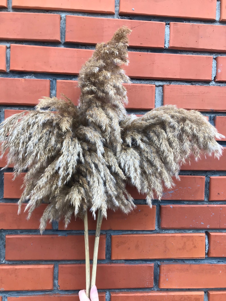 Large Pampas Grass/Pampas Plant Decor/Natural Dried Etsy Large Pampas Grass/Pampas Plant Decor/Natural Dried Etsy