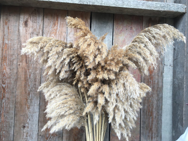 Large Pampas Grass/Pampas Plant Decor/Natural Dried Etsy Large Pampas Grass/Pampas Plant Decor/Natural Dried Etsy