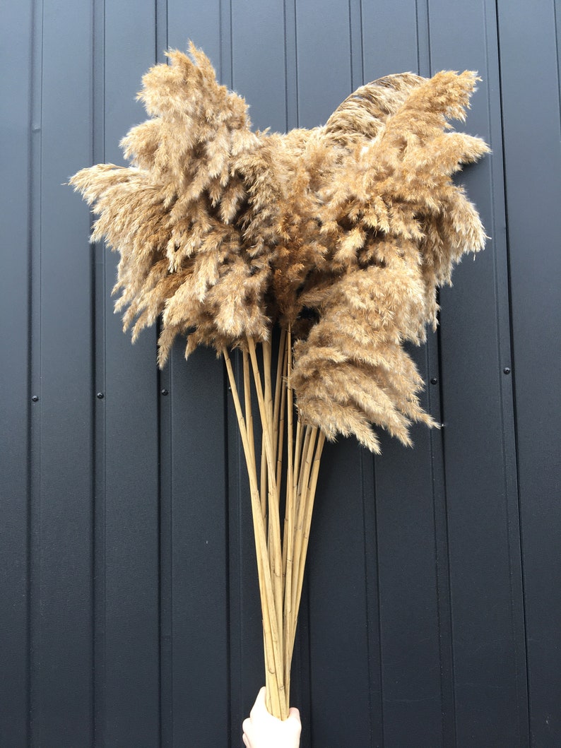 Large Pampas Grass/pampas Plant Decor/natural Dried Etsy