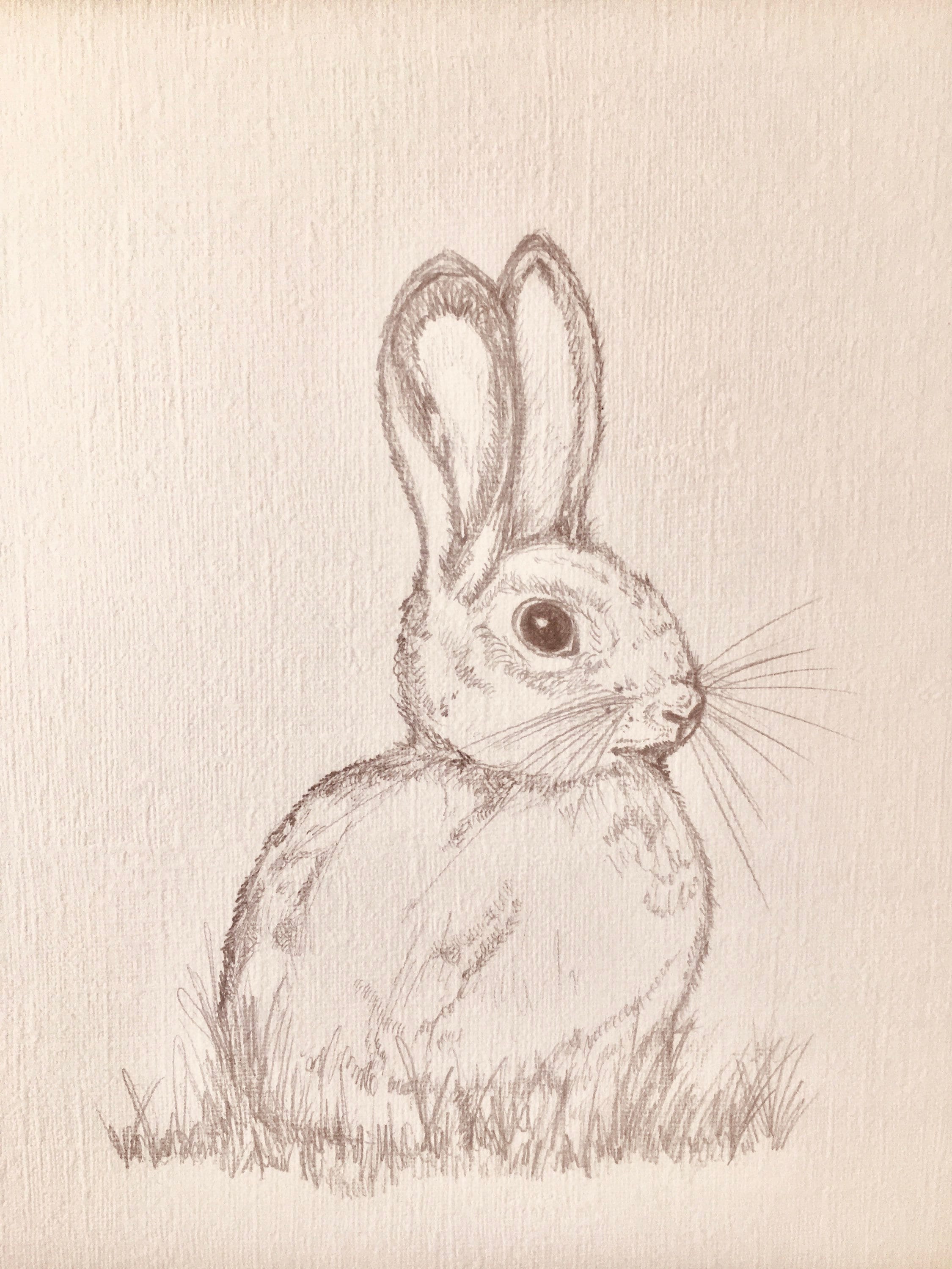 Kleine Hasen Bleistiftzeichnung. Süße Hasen Illustration | Etsy