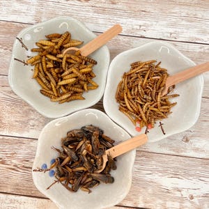 May include: Three white ceramic bowls with wooden spoons, each filled with a different type of dried insect: mealworms, crickets, and a mix of both.