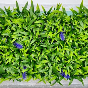 Hermit Crab Climbing Wall 10x20 Grass& Lavender