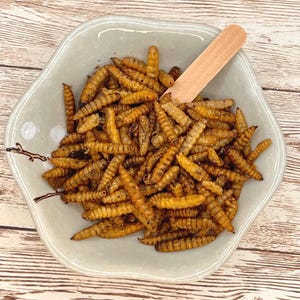 May include: A white ceramic bowl filled with a large amount of dried, golden brown mealworms. The bowl is sitting on a light brown wooden surface.