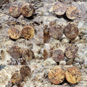 May include: A collection of wooden plugs with unique grain patterns. Each pair of plugs features a circular design with varying shades of brown, tan, and black, showcasing the natural wood grain. The plugs are displayed on a textured, light brown surface.