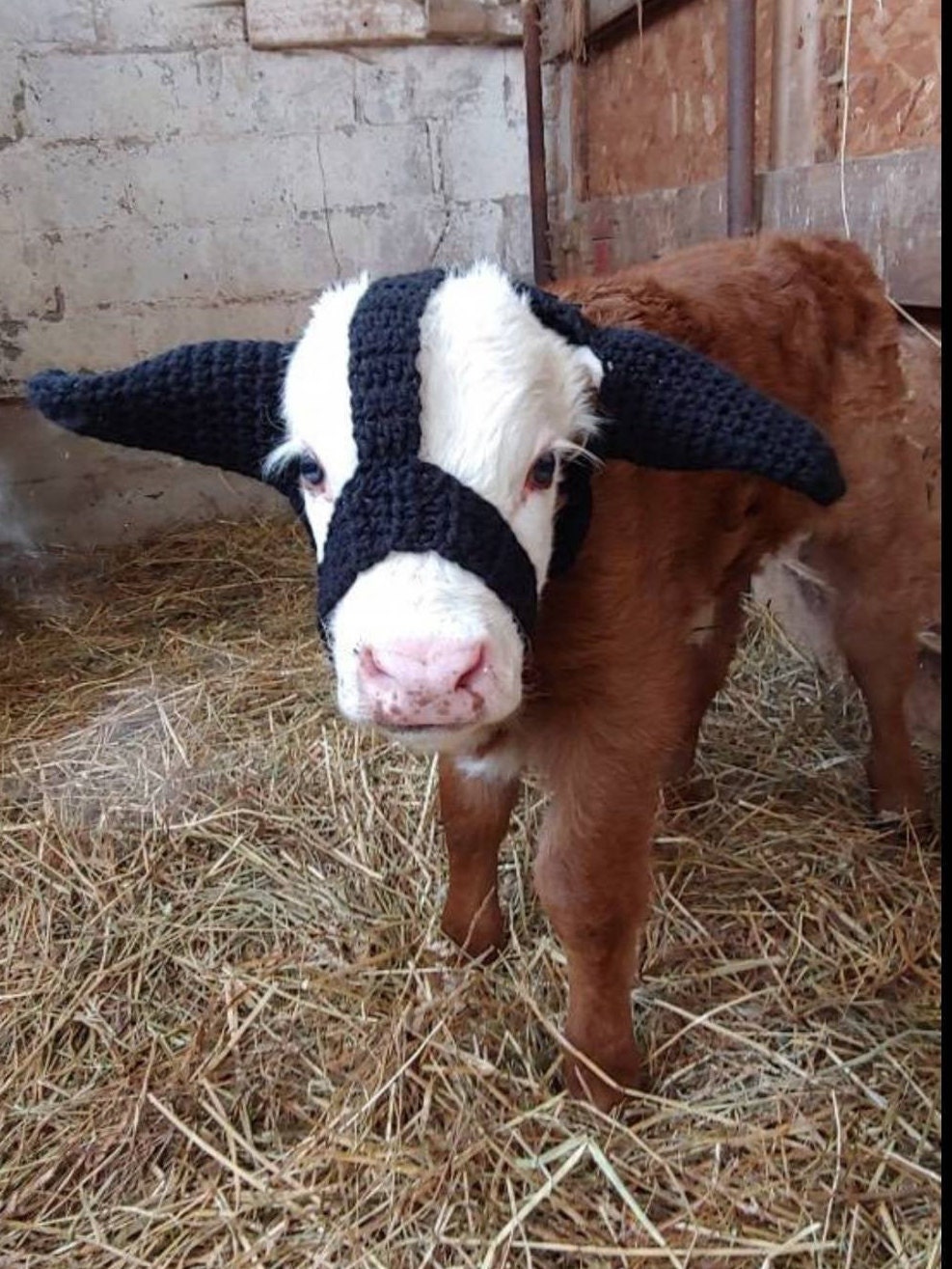 Moo Muffs Cow Ear Muffs Calf Ear Muffs Cow Headband and Bow Etsy