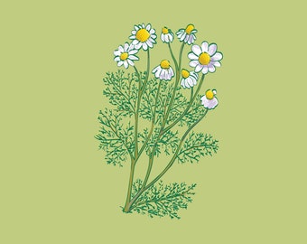 Chamomile Poster | Botanical Art Print | Kitchen Decor | Dining Room Wall Decor | Wall Art | Plants | Flowers | Digital Download