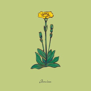 Póster de árnica / Impresión botánica / Decoración de cocina / Decoración de pared para comedor / Arte mural / Plantas / Flores / Descarga digital