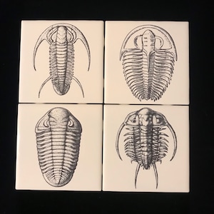 Engraved Trilobite Fossil Image On Ceramic Tile