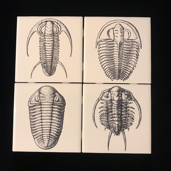 Engraved Trilobite Fossil Image On Ceramic Tile