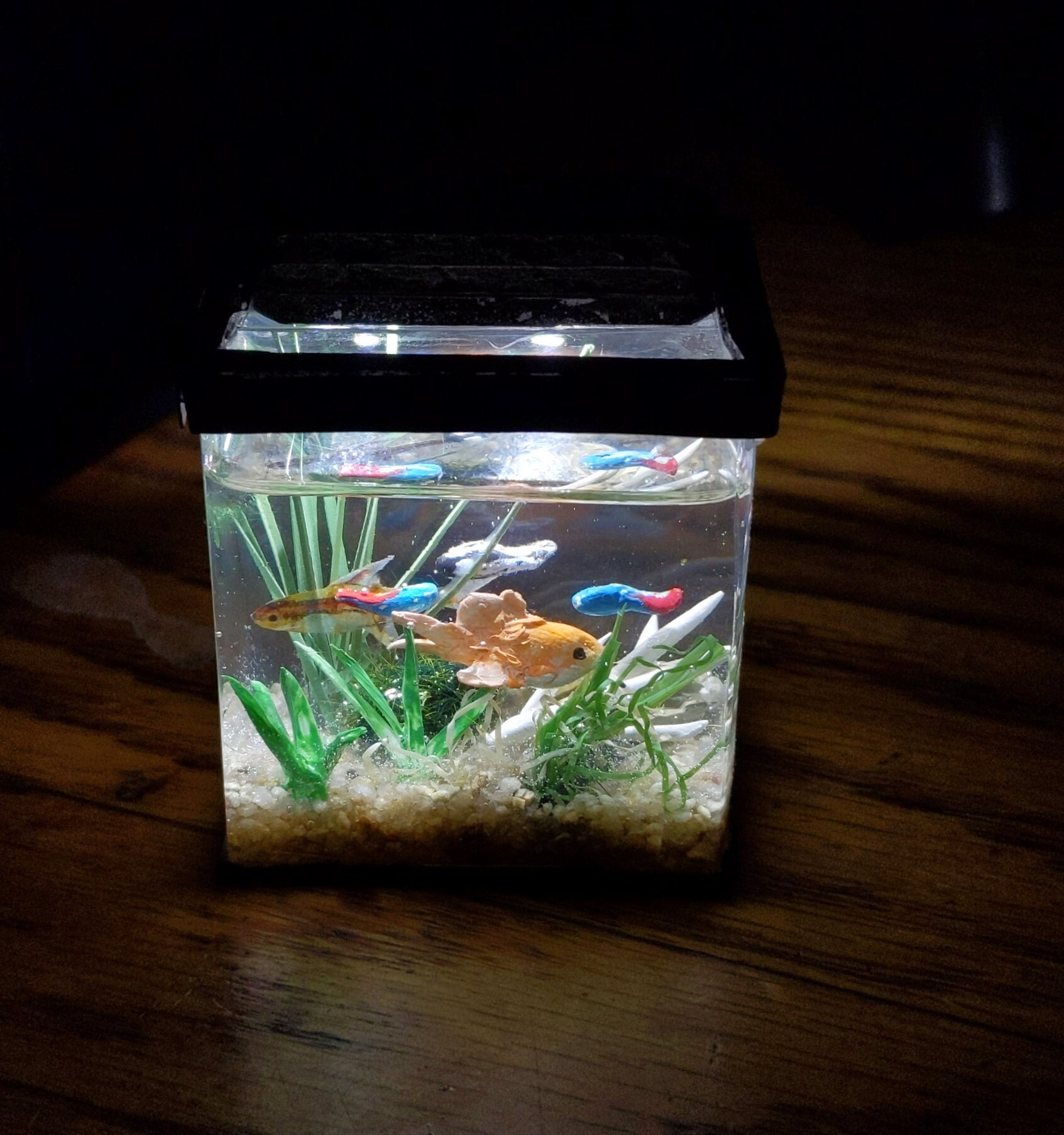 Made to Order miniature aquarium with optional lighted hood Etsy