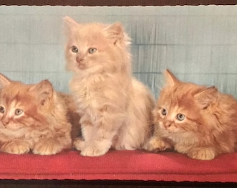 Vintage Kittens Postcard, Three Cats, Printed in Belgium, c. 1950’s
