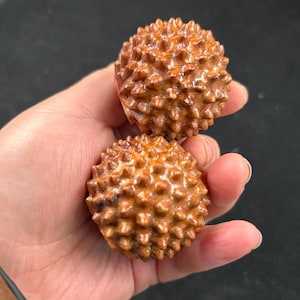 May include: Two wooden, spherical objects with a spiky texture are held in a hand. The objects are a warm, medium brown color, with a detailed, natural wood grain visible. The spiky texture covers the entire surface of the spheres.