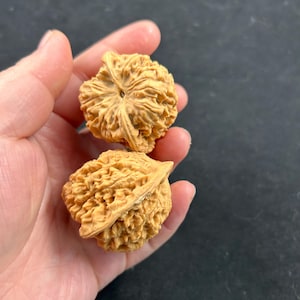 Może przedstawiać: Dwa jasnobrązowe, teksturowane nasiona rudrakszy trzymane są w dłoni. Nasiona mają żebrowany, organiczny wygląd, z naturalnym, ziemistym odcieniem. Tło jest ciemne i jednolite, zapewniając kontrast dla nasion.