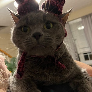 May include: A grey cat wearing a burgundy crocheted hat with two decorative pieces and a matching scarf. The cat has green eyes and is looking directly at the camera.