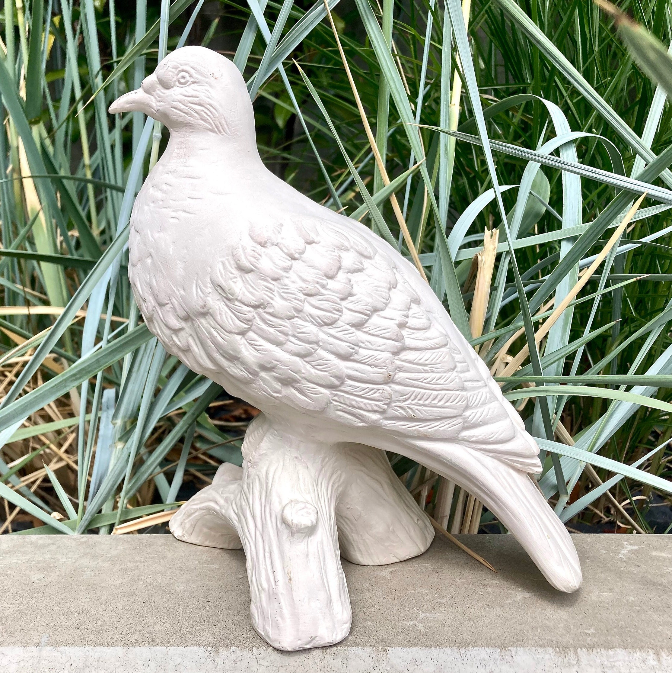 フレンチブロカント ディスプレイ 白鳩 剥製 （ベルギー
