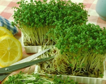 RADIS Rambo rouge feuilles microgreens babyleaf 40 g