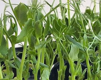 RADIS Rambo rouge feuilles microgreens babyleaf 40 g