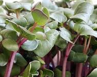 RADIS Rambo rouge feuilles microgreens babyleaf 40 g
