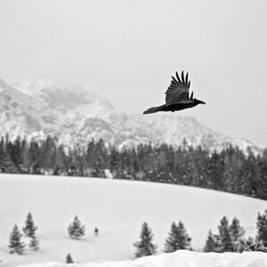 Op de afbeelding: Een zwarte raaf vliegt tegen een besneeuwde bergachtergrond. De vleugels van de raaf zijn wijd uitgespreid, en zijn silhouet is duidelijk zichtbaar tegen de witte sneeuw.