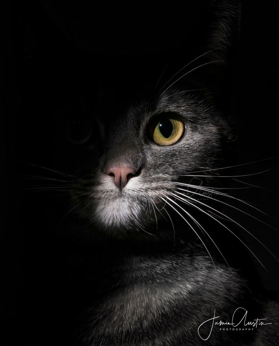 Cat PFP | Photographic Print