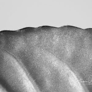 Puede incluir: Una imagen en blanco y negro de primer plano de una superficie texturizada y ondulada. La superficie es lisa y brillante, con un brillo sutil.