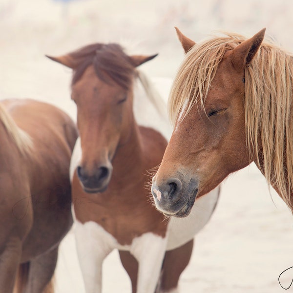 Lazy Ponies - Fine Art Gilcee Photographic Print - Horse Wall Art, Western Decor, Equine Photography, Assateague Pony