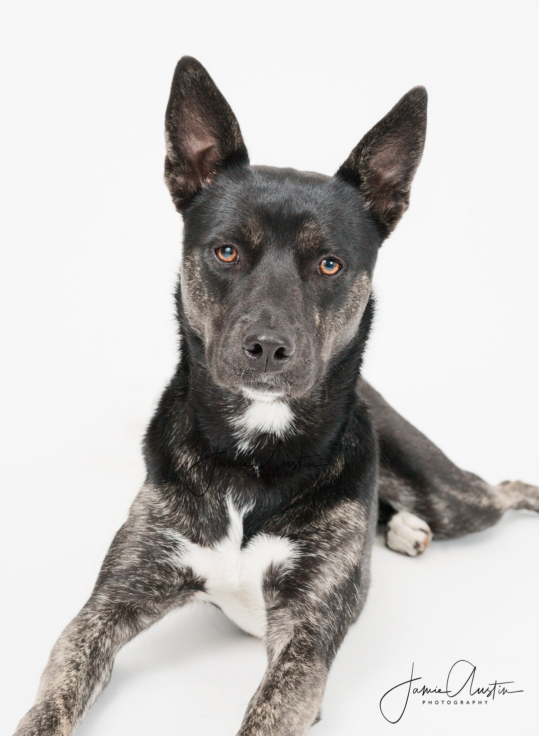 black-dog-portrait-fine-art-photographic-print-veterinary-office