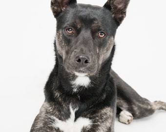 Black Dog Portrait - Fine Art Photographic Print-  Veterinary Office Decor, Canvas Wall Art, Animal Photography, Canine Image