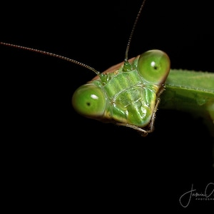 May include: Close-up of a green praying mantis with large, prominent eyes. The mantis is facing the camera with its head tilted slightly to the side.