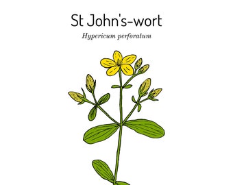 St. John's Wort Oil