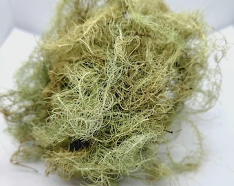 Wildcrafted Usnea Lichen Salve - Oregon Cascade Forest