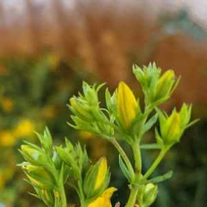 St. John&#39;s Wort Oil