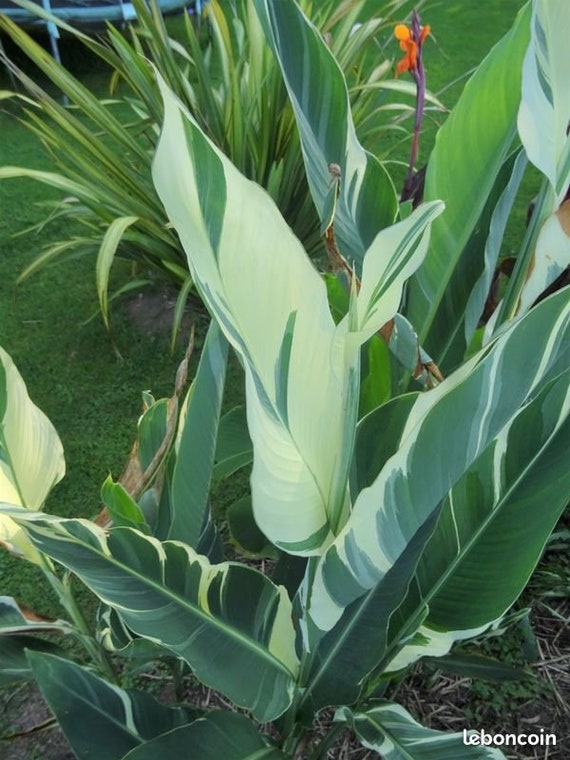 syngonium variegata aurea Syngonium Aurea – Plant Vault main image 0