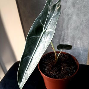 Alocasia longiloba purple