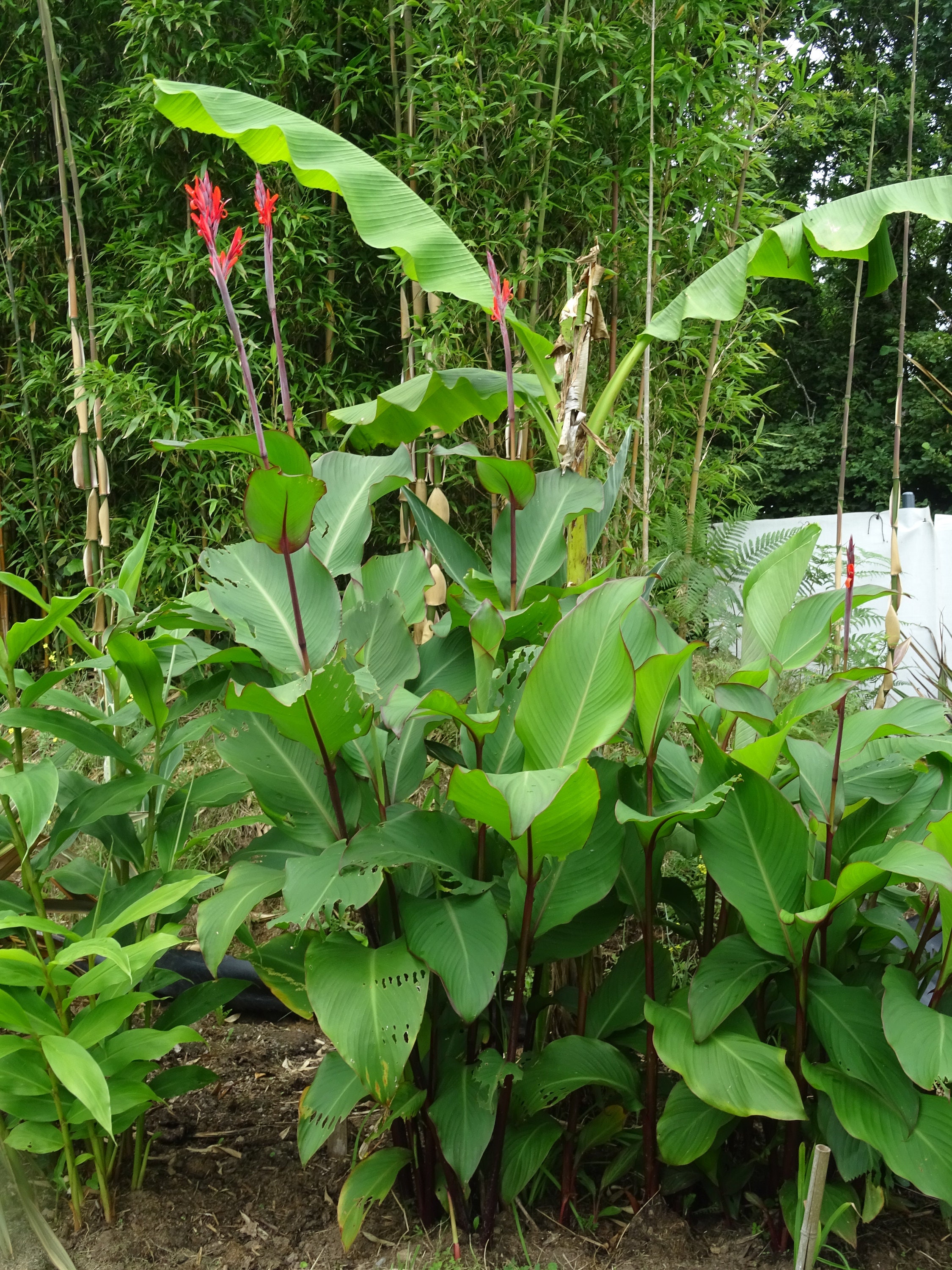 Canna Musifolia Grande