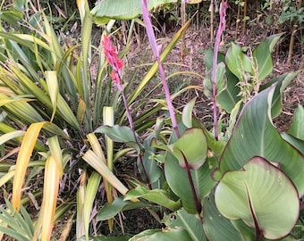 Canna Musifolia large