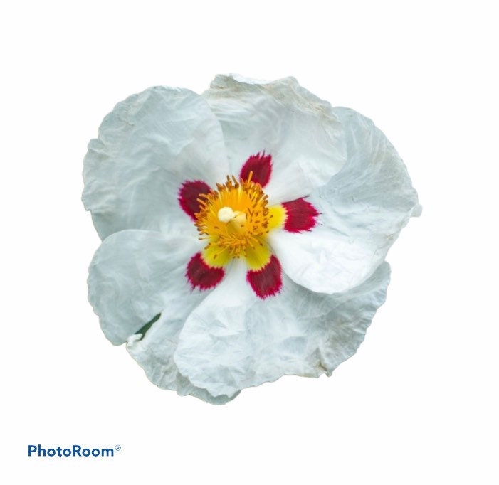 ROCK ROSE FLOWER Essence Powerful Vibrational Healing Remedy Etsy