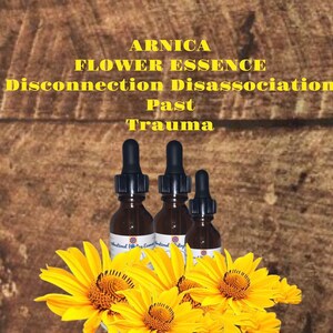 May include: Three amber glass bottles with dropper tops filled with Arnica Flower Essence. The bottles are labeled "Traditional Flower Essences". The text "Arnica Flower Essence Disconnection Disassociation Past Trauma" is displayed in yellow on a brown wooden background. Yellow sunflowers are in the foreground.